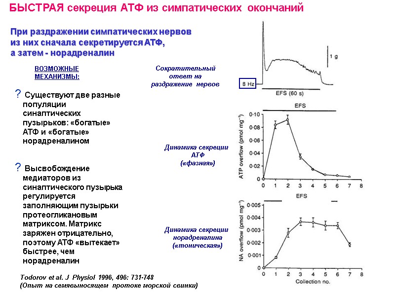 При раздражении симпатических нервов из них сначала секретируется АТФ, а затем - норадреналин При раздражении симпатических нервов из них сначала секретируется АТФ, а затем - норадреналин